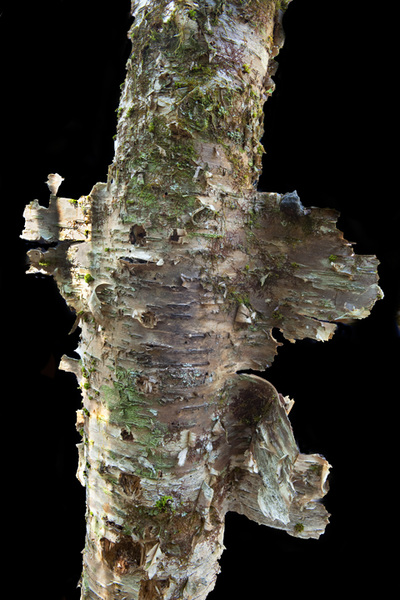 Lichen and birch bark