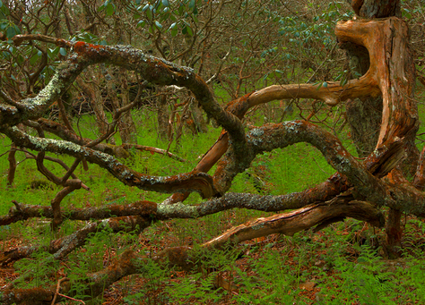 Mangled Tree Branches at Craggy Garden, North Carolina