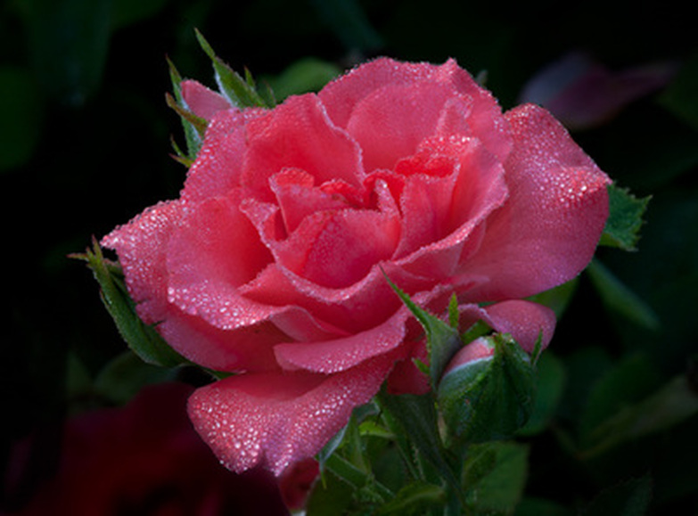 Dew covered pink rose from Columbus Park of Roses