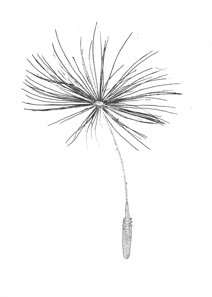 Black and white dandelion parachute