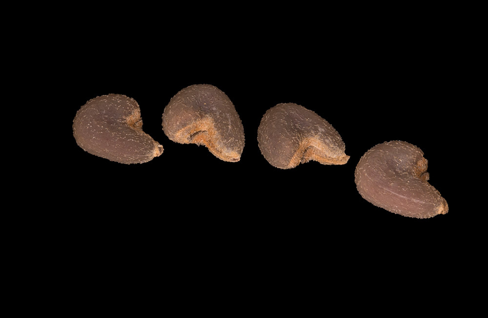 Four velvetleaf seeds