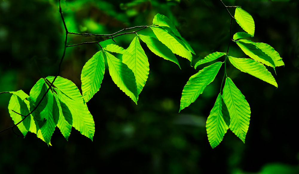 Green hanging tree leaves