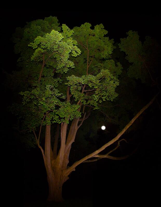 Tree Wall Art at Night with the Moon