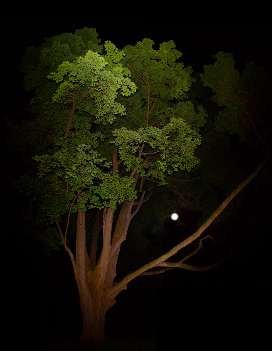 Tree and Moon at Night in Pendle Hill Pennsylvania