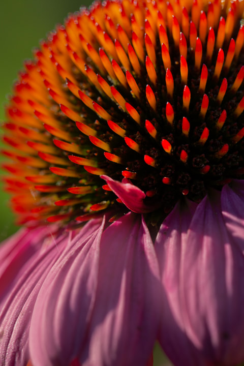 pink and orange flower