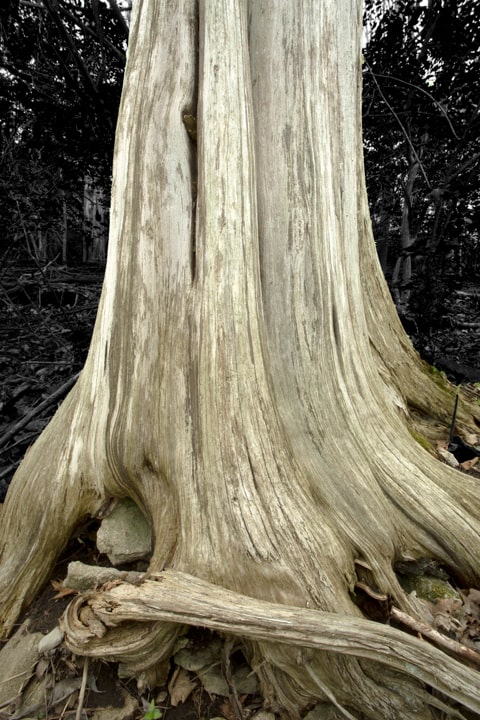Sepia tree trunk