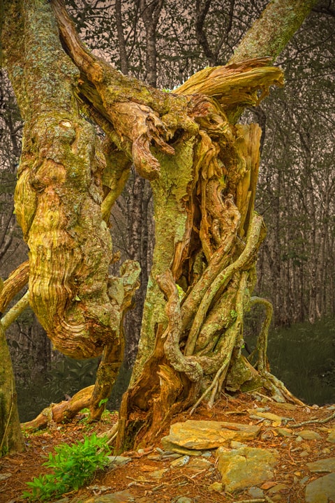 Twisted Tree Trunks Craggy Gardens North Carolina