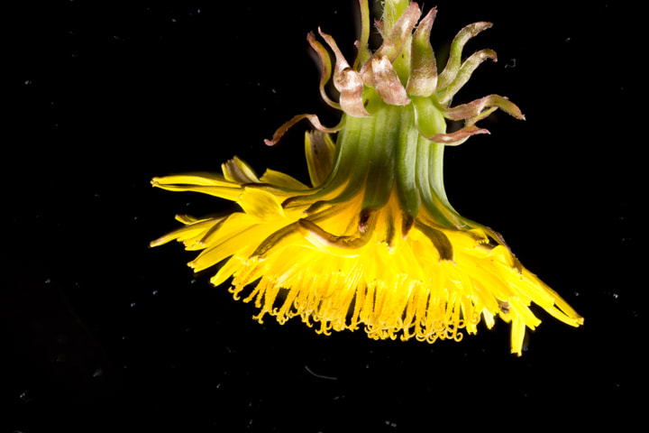 Yellow Dandelion Picture