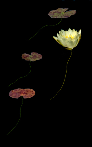 White Lotus and Dark Red Lily Pads