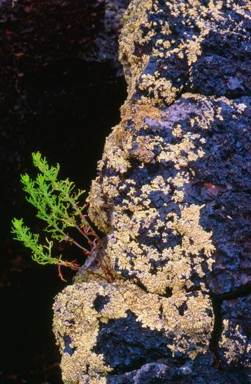Green Sprig Sprouts in Black Volcanic Stone in Washington