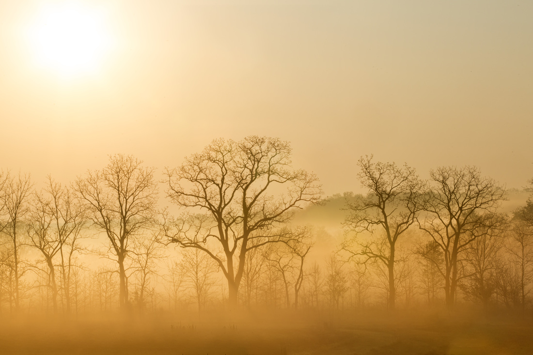 Fog and trees at sunrise photography