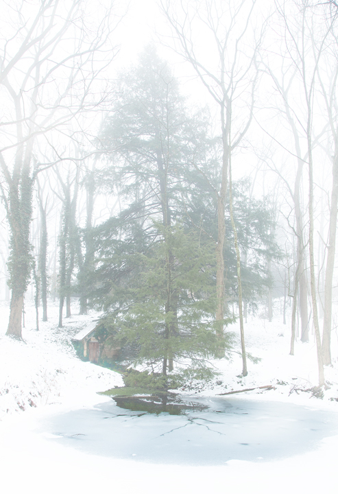 Frozen Pond and Pine Tree