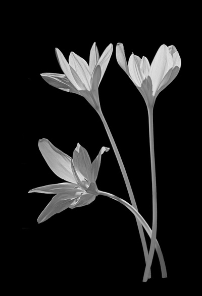 Black and white floral art