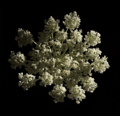 Queen Anne's Lace pictures
