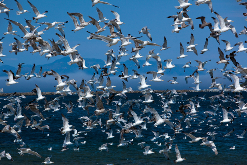 Nautical Photography - Flock of seagulls in flight