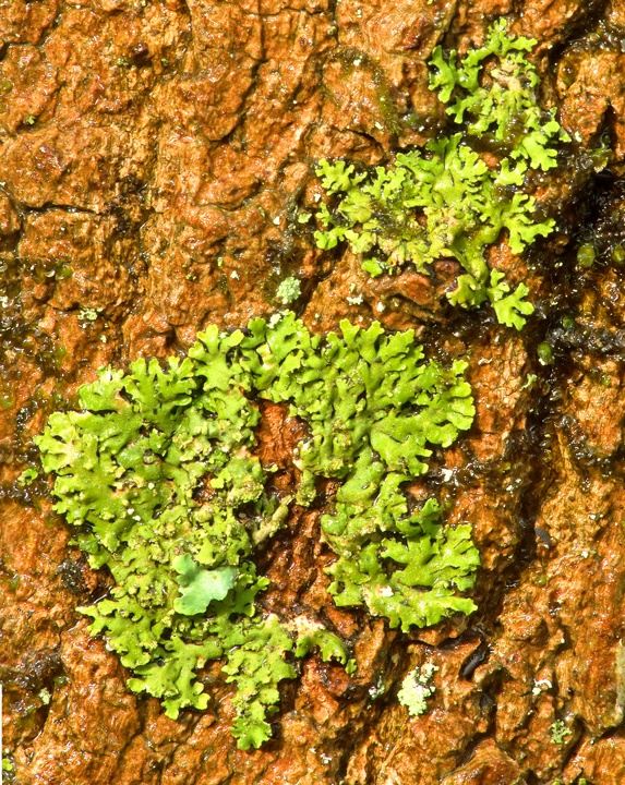 Green Lichen at Shale Hollow Preserve Delaware, Ohio