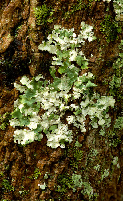 Tree hugging lichen