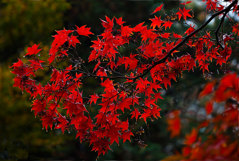 Red Maple Tree Branch