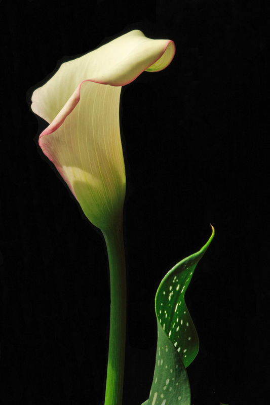 Pink and Cream Calla Lilly