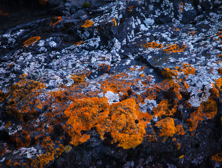 Orange Sunburst Lichen in Marquette, Michigan