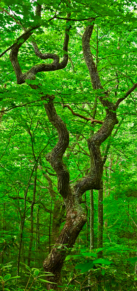 Hairpin Maple Tree