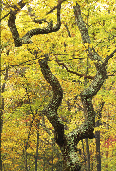 Maple tree nature photography