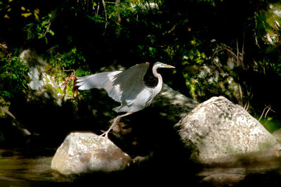 blue heron taking off in flight