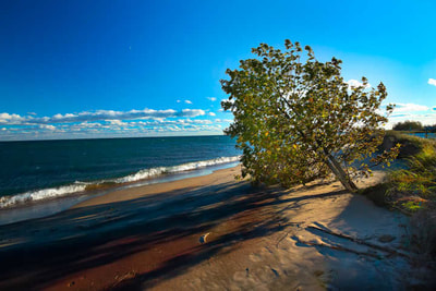 Leaning Tree at Lake Huron Beach Tawas City Michigan