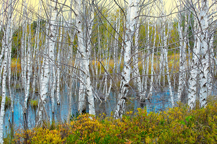 Birch trees at Tawas Point Michigan nature photography