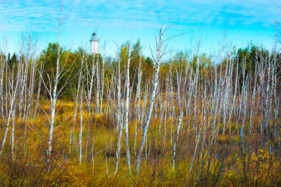 Birch in colorful meadow with Tawas Point lighthouse in the background -  Michigan Nature Photography
