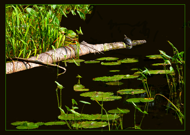 Turtle on a Log Above a Pond with Green Lily Pads