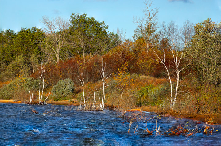 Fall birch trees at Lake Huron at Tawas City Michigan Photography