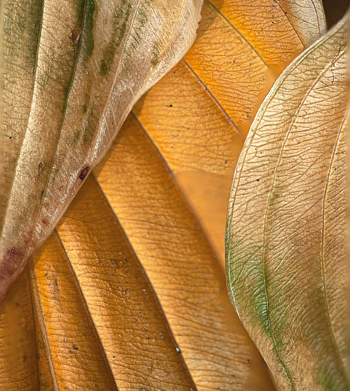 Gold hosta leaves