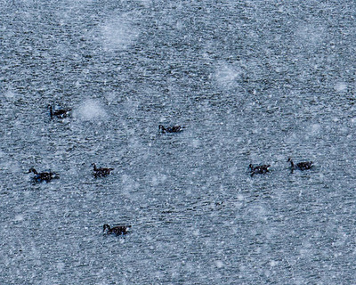 Ducks swimming in snow