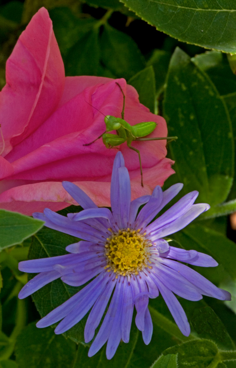 Praying Mantis on Purple and Pink Flowers