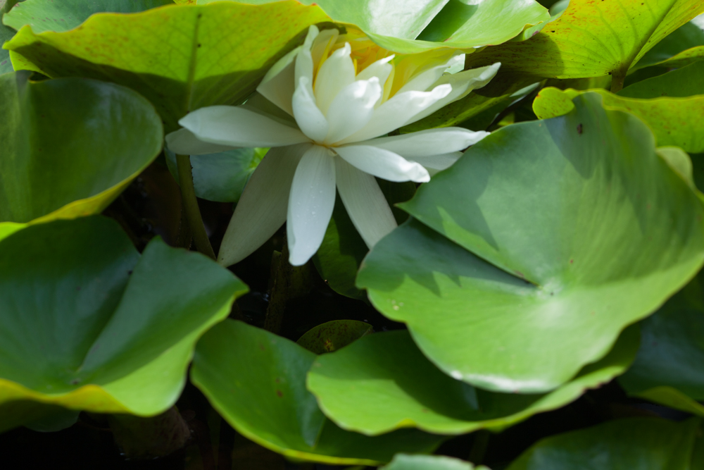White Water Lily Surrounded by Green Leaves