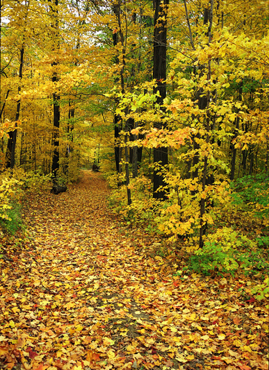 Yellow trees along a wide path