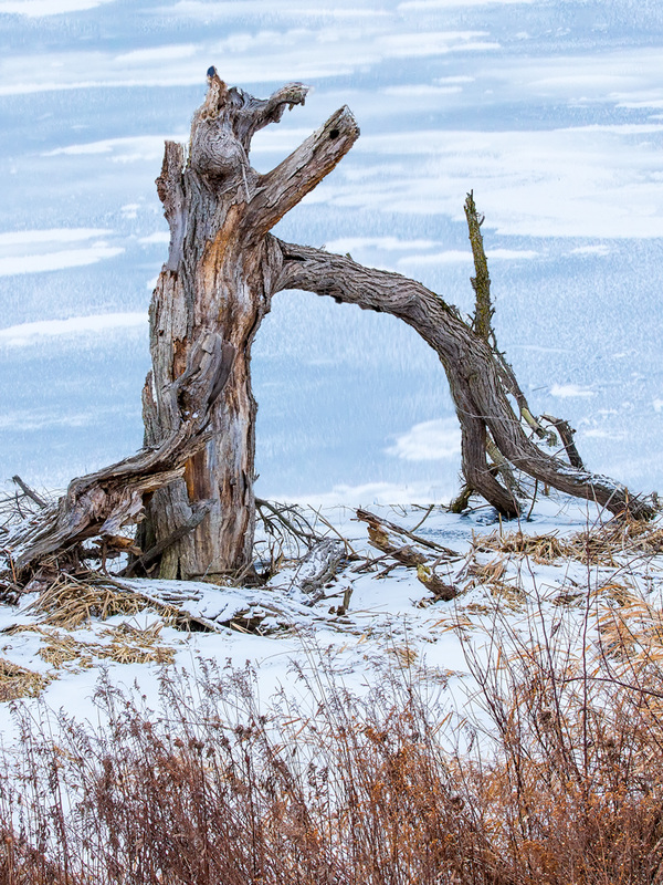 Broken Tree Trunk Frozen in Ice