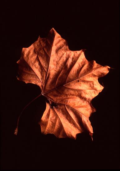 Orange fall leaf