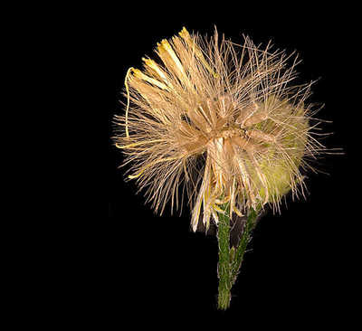 marestail macro photography