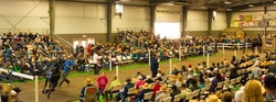Mid-Ohio Carriage, Draft Horse and Pony Auction in Mt Hope