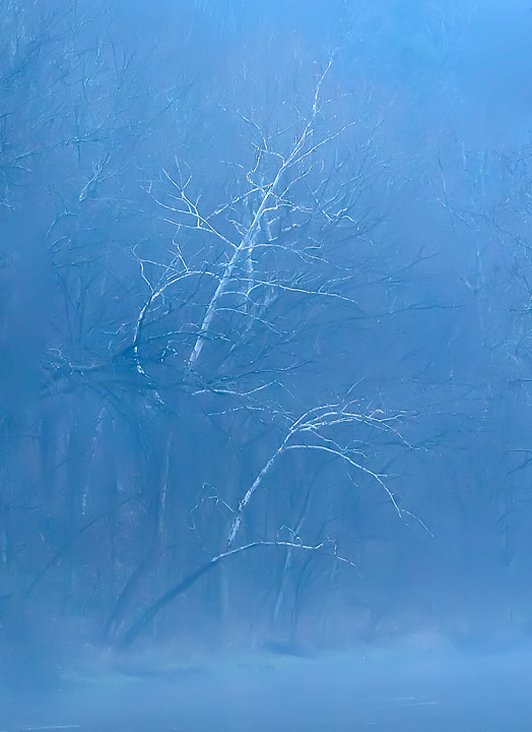 Picture of White Sycamore Trees and Blue Mist Over a River