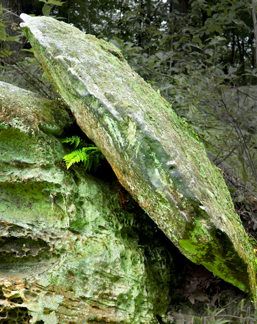 Green Fern Growing Out of a Rock