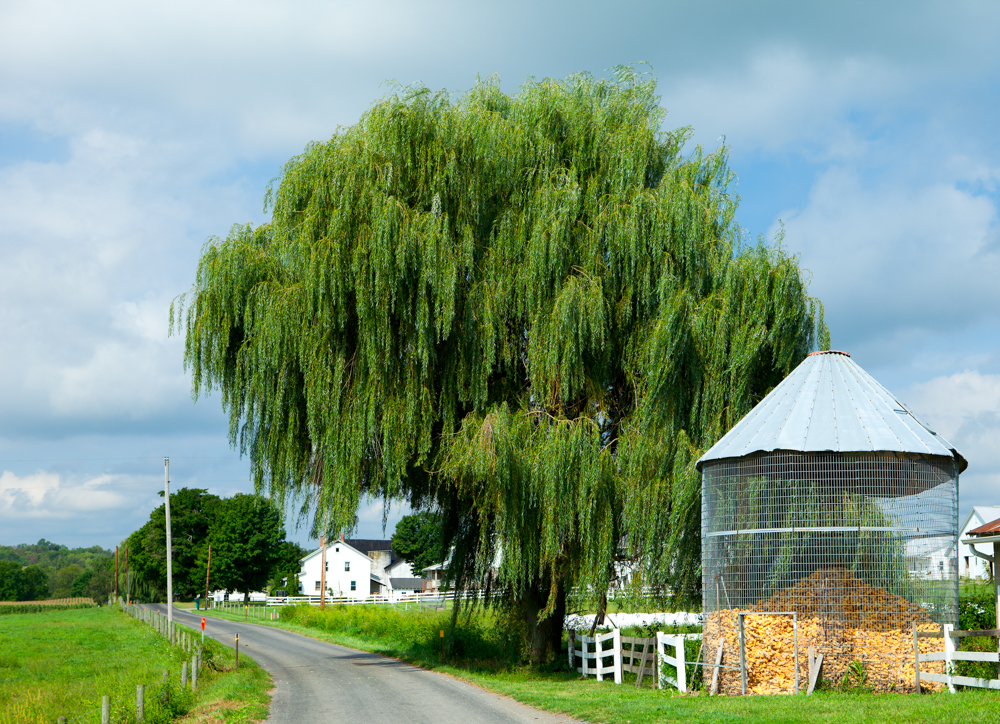 Willow Tree and Corn Crib Photography