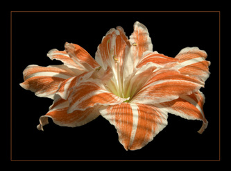 Orange and white amaryllis
