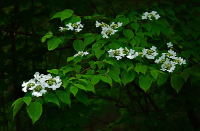 White flower tree branch