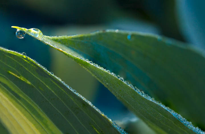 Nature Photography Green Leaf with Dew