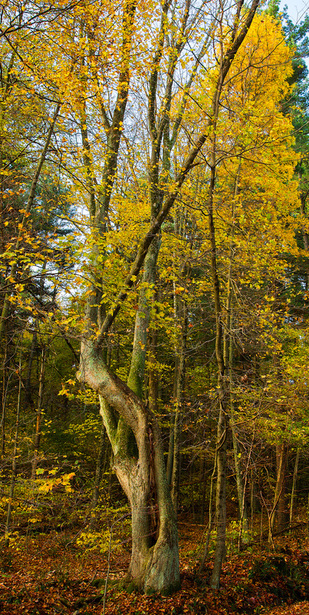 Ohio Fall Scenery Picture Tree with Yellow Leaves