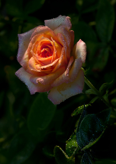 Orange rose at Columbus Park of Roses