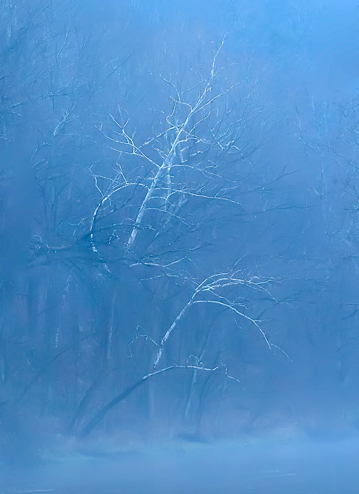 Blue Mist and Twisting Sycamores beside an unnamed River Holmes County, Ohio